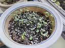 北蔬 花种子大全四季开花太阳花室内室外植物向日葵花卉籽 10种花种子 实拍图