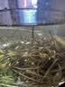 丙田 芽尖莓茶260g 特级野外生长张家界永定湖南永茅顺岩土家霉茶藤茶 实拍图