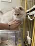 皇家猫粮 幼猫猫粮 幼猫奶糕 K36 通用粮 4-12月 2KG 实拍图