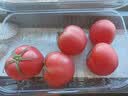 【水果菜】童年味道西红柿约1kg 实拍图