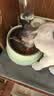 LEGENDSANDY蓝氏全价猫粮生鲜高能系列成猫幼猫 试用 试吃 猎鸟乳鸽 50g*5 实拍图