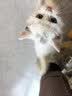 多特思羊奶系列主食猫条100支猫咪补水成猫幼猫鱼油羊奶猫条 实拍图