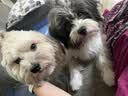 网易严选犬粮全价三拼鸭肉梨狗粮冻干 清火美毛去泪痕 泰迪比熊10kg囤货装 实拍图