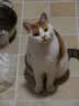 LEGENDSANDY蓝氏全价猫粮生骨肉冻干成猫幼猫猎鸟乳鸽9kg(1.5kg*6)【囤货装】 实拍图