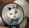 憨憨乐园伊丽莎白圈宠物耻辱圈狗狗猫咪猫头套项圈宠物脖套防咬圈用品6号 实拍图