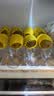 佳沛（zespri）新西兰  阳光金奇异果12粒特大果单果124-146g 猕猴桃 实拍图