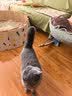 维克（Virbac）【临期】耳漂滴耳液狗狗猫咪预防耳螨止痒耳螨滴耳液耳朵清洁宠物洗耳液 60ml 实拍图