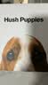 暇步士（Hush Puppies）皮带男士腰带真皮自动扣商务休闲裤带礼盒装生日礼物送男朋友 实拍图