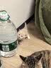 LEGENDSANDY蓝氏全价猫粮生鲜高能系列成猫幼猫 试用 试吃 猎鸟乳鸽 50g*5 实拍图