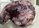 月盛斋【冷鲜牛肉】国产牛腱子净重2斤 内蒙冰鲜牛肉生鲜 中华老字号 实拍图