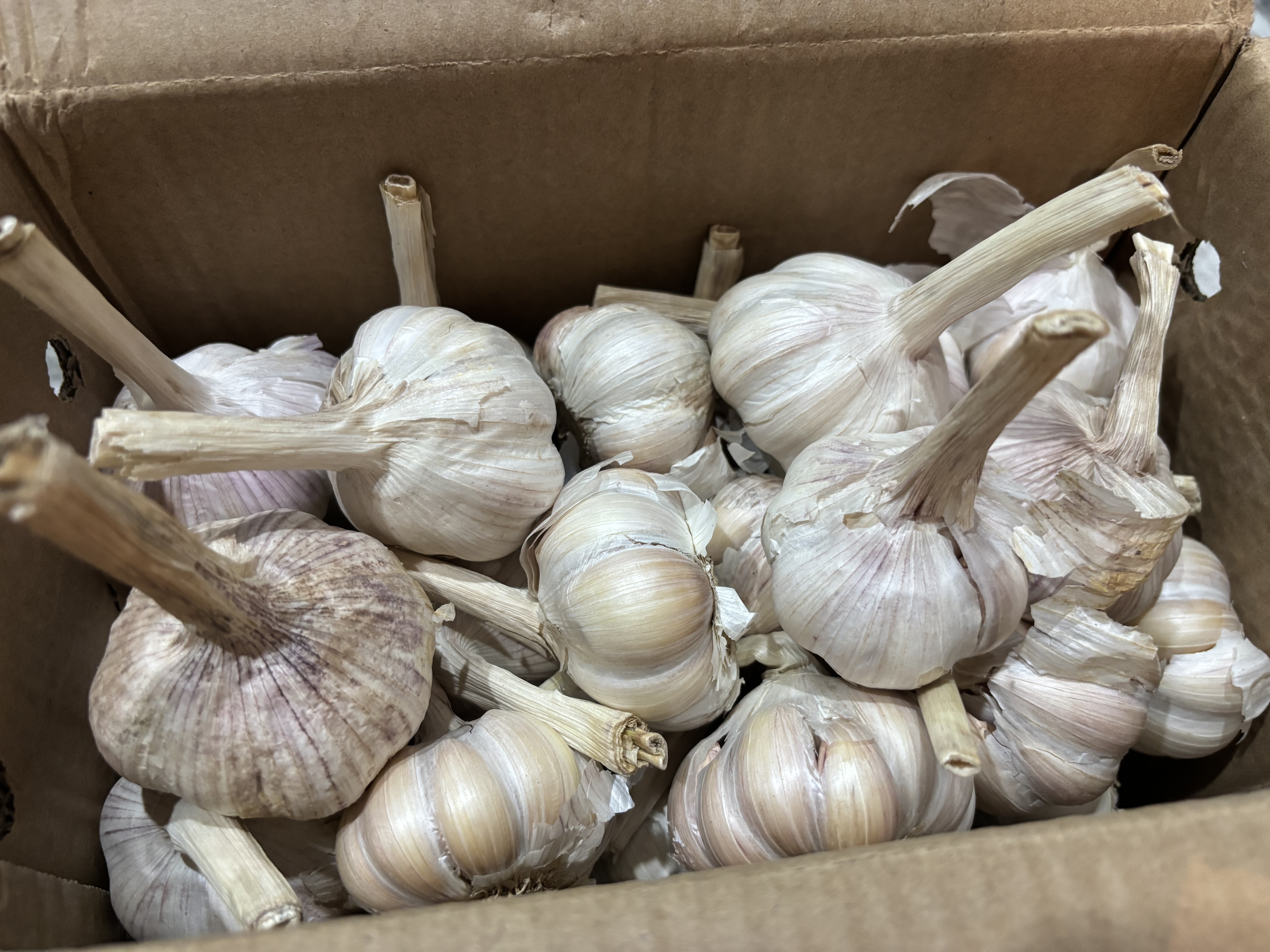 京鲜生【美食大赛同款】河南杞县大蒜带皮新鲜干蒜净5斤5.5cm+源头直发 实拍图