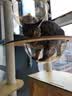 唐米吉吉加粗大型猫爬架猫窝猫树一体太空舱猫架子小户型不占地剑麻猫玩具 150cm 7层【双太空舱冲量款】 实拍图