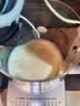 九阳（Joyoung）全玻璃沸萃0胶水养生壶 85mm加大玻璃茶篮煮茶器±1℃调温冲奶壶 办公室恒温花茶壶烧水壶12WY01R 实拍图
