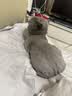 麦富迪猫粮 超肉粒冻干双拼成猫粮美毛护肠三文鱼10kg/20斤【宠物金选】 实拍图