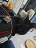 好主人猫条猫咪零食 喵舔酱火腿肠猫罐头白肉汤罐成猫幼猫通用营养开胃 10g*10条喵舔酱 实拍图