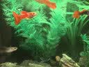 萌嘟星宠仿真水草鱼缸造景套装水族箱布景装饰摆件假植塑料假水草 11件套 实拍图