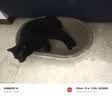 疯狂的主人猫抓板窝碗形超大号猫抓盆不掉屑猫窝宠物猫玩具瓦楞纸猫爪板 实拍图