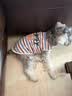 FAIRY PET狗狗衣服薄款春夏秋小熊猫狗宠物纯棉背心比熊泰迪衣服夏季用品 条纹小熊背心（红色） XL【建议9-12斤】 实拍图