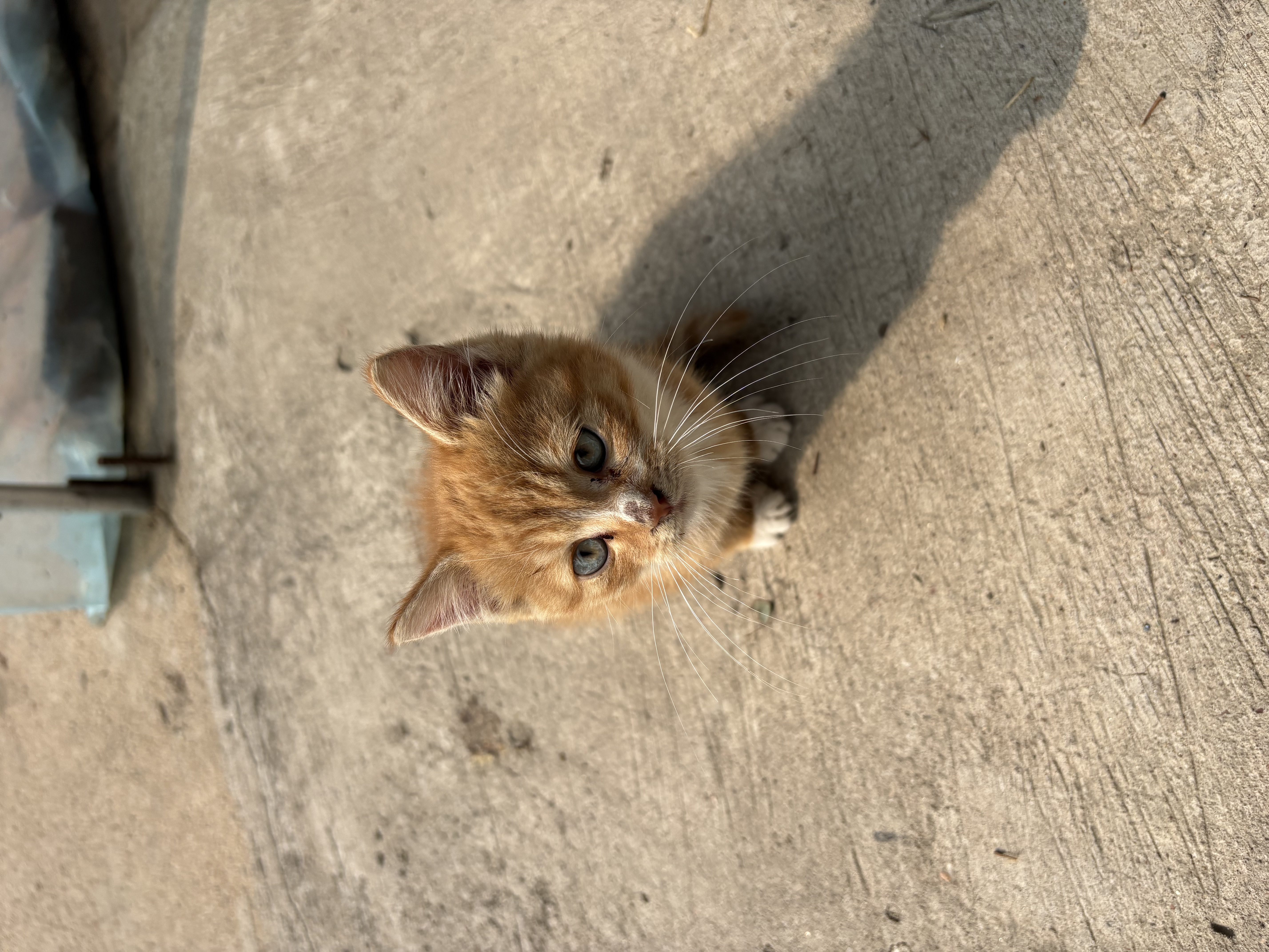 大英博物馆生日安德森猫白噪音蓝牙音响无线充氛围灯文创摆件男女国庆节礼物 实拍图