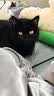 皇家猫粮 成猫猫粮 营养均衡 F32 通用粮 1-7岁 2KG 实拍图