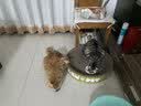 麦富迪猫罐头 浓汁猫罐头猫咪零食成幼猫补水亮毛肉冻混合装85g*24罐 实拍图
