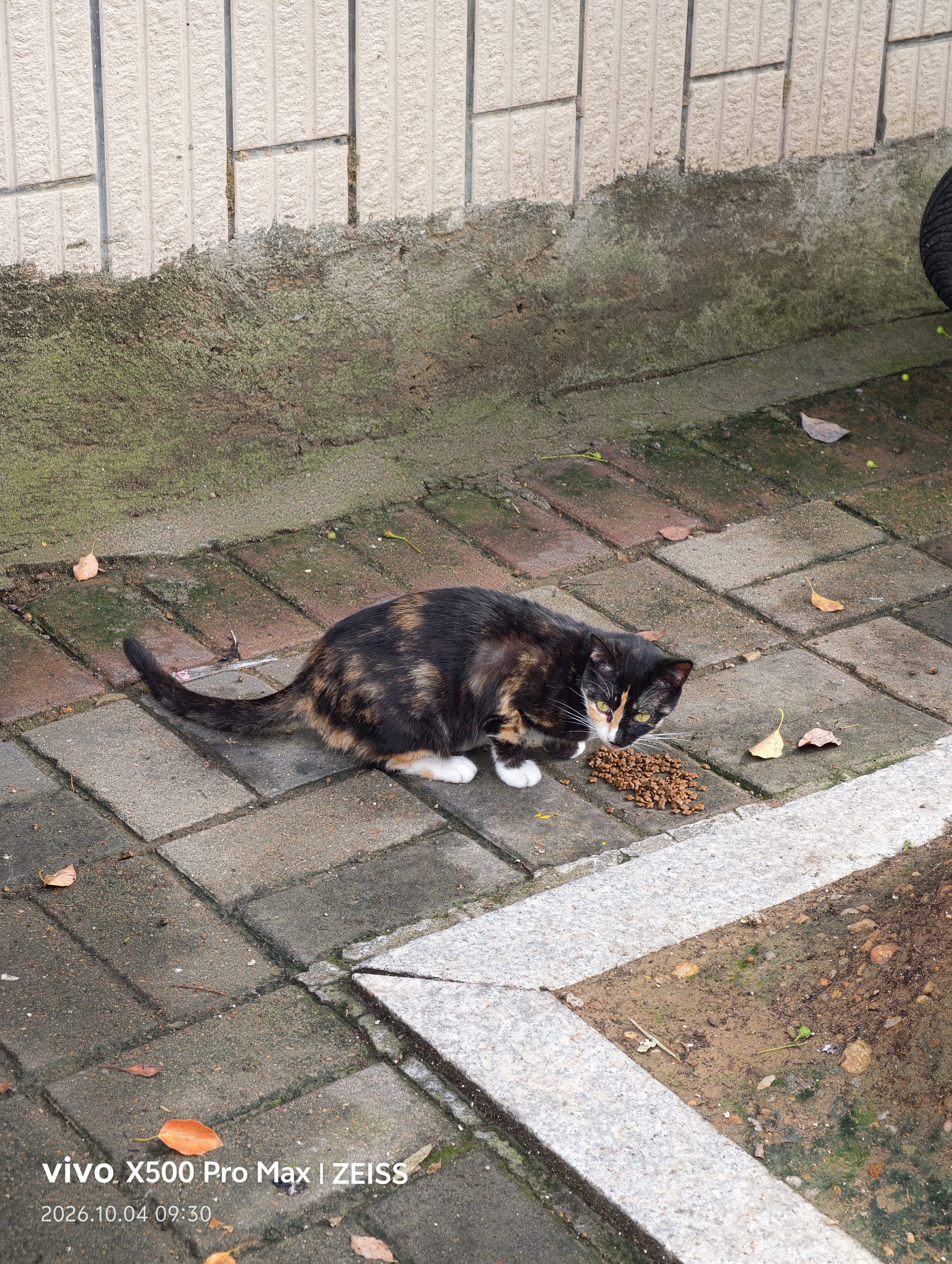 麦富迪猫粮 barf霸弗天然猫粮冻干生骨肉高蛋白成猫粮养胃增肌牛肉5.4kg 实拍图