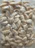 獐子岛 蚬子肉1斤 去壳去沙蛤蜊肉花甲肉 海鲜水产贝类火锅烧烤原料 实拍图