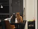 瑞梦迪【3合1除臭混合猫砂】奶香型低尘除臭豆腐膨润土混合猫砂 85%用户选择2mm除臭混合猫砂丨【2.5kg*5包】 实拍图