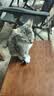 珍鱼堡 猫粮10斤幼猫成猫全价蓝猫流浪猫橘猫全阶段通用型高蛋白 实拍图