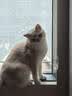 京东京造 天然钠基矿砂猫砂5kg*2 除臭钠基矿石抗菌铁锤平替 实拍图