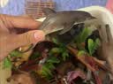 玛奇乐（MECHILE）仿真海洋生物玩具鲨鱼海豚海葵海星海马水母皮皮虾面包蟹动物模型 小丑鱼 实拍图