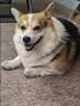 皇家狗粮 成犬狗粮 犬粮 宠物大型犬 GR26全价犬粮 ≥15月4KG 实拍图