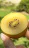 佳沛（zespri）新西兰 金奇异果特大果15粒134-146g猕猴桃水果礼盒 实拍图