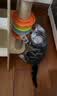 唐米吉吉加粗大型猫爬架猫窝猫树一体太空舱猫架子小户型不占地剑麻猫玩具 150cm 7层【双太空舱冲量款】 实拍图