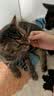 生生不息冻干小鸡脖宠物磨牙棒猫狗洁齿零食2.0升级版 100g 实拍图