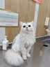 皇家猫粮 成猫猫粮 户外成猫 O30 通用粮 12月以上 4KG 实拍图