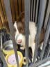 皇家狗粮 幼犬狗粮 宠物 小型犬 MIJ31 全价犬粮 2-10月 2KG 实拍图