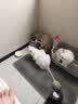 亿迪猫粮全价成猫幼猫冻干全阶段5斤布偶蓝猫英短橘猫通用小包装2.5kg 实拍图