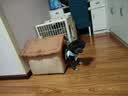 阿柴与猫封闭式猫窝大房子小型犬狗窝睡觉猫狗屋可拆洗四季通用宠物窝 实拍图