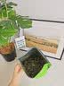 印象堂茶叶铁观音一级茶叶500g袋装祥华乡原产2026新茶乌龙茶自己喝 实拍图