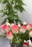云南基地直发玫瑰鲜花全国速递配女友生日礼物家用水养插京东快递 艾莎玫瑰(16支+4支防损耗)+送保鲜剂 实拍图