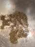 以美花草茶精选桂花30g金桂新干花可熬酱无熏硫食用养生泡酒搭红茶 实拍图