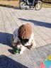 诚实一口N33 PLUS冻干犬粮狗粮成幼犬高鲜肉33种全面营养治挑食鸭肉梨12kg 实拍图