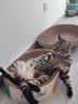 疯狂的主人猫抓板窝碗形超大号猫抓盆不掉屑猫窝宠物猫玩具瓦楞纸猫爪板 实拍图