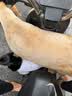 皇家狗粮 金毛成犬狗粮 犬粮 宠物大型犬 GR25全价犬粮15月以上 3.5KG 实拍图