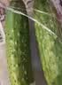 【水果菜】东北旱黄瓜约550g 实拍图