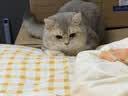 皇家猫粮 英短成猫粮 BS34 通用粮 12月以上 2KG 实拍图