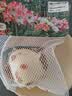 海蒂的花园旗舰店南非朱顶红进口重瓣种球室内阳台球根花卉植物保证对版种球 阿弗雷送礼套餐【26年新球】 12+ 实拍图