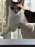 皇家猫粮 幼猫猫粮 幼猫奶糕 K36 通用粮 4-12月 2KG 实拍图