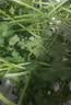 【火锅季】带根香菜100g 实拍图
